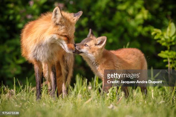 a baby fox and its mother. - andre fox imagens e fotografias de stock