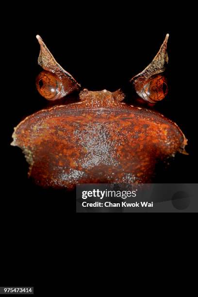 malayan horned frog - horned frog stock pictures, royalty-free photos & images