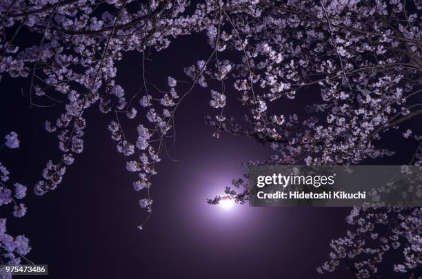 39 Under The Cherry Moon Stock Photos and High-Res Images - Getty