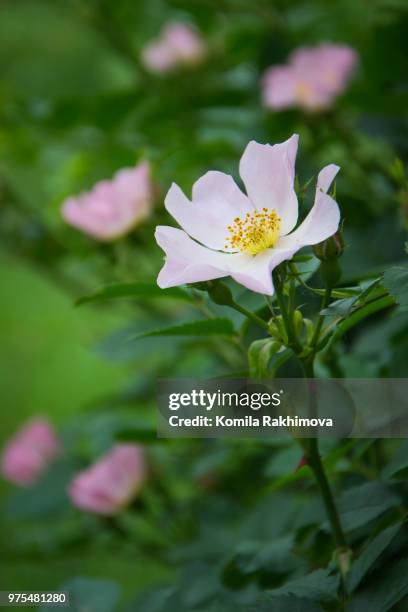 close-up of dog-rose (rosa canina) - ca nina stock pictures, royalty-free photos & images