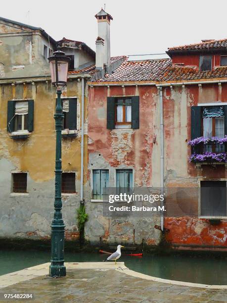 venezia - rio de s. pantalon with seagull - pantalon stock pictures, royalty-free photos & images