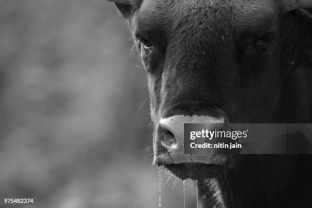 beast- indian wild gaur - gaur stock pictures, royalty-free photos & images