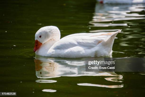 cisne blanco - cisne stock pictures, royalty-free photos & images