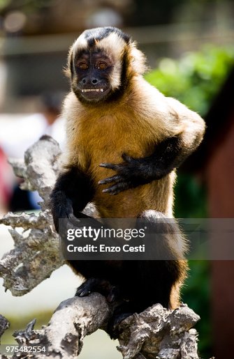 Funny Monkey Funny Monkey