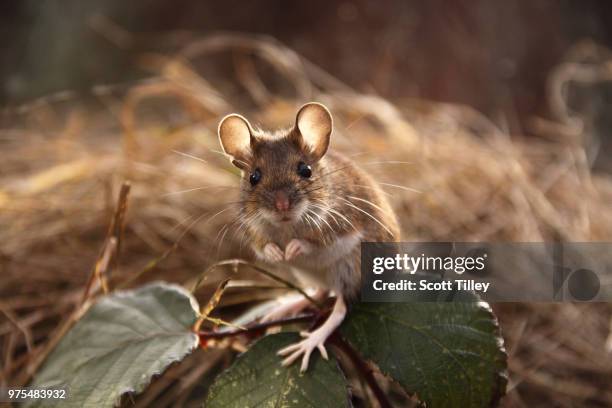 a wood mouse on leaves. - wood mouse stock pictures, royalty-free photos & images