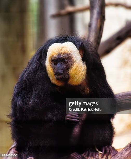 looking for someone - white faced saki monkey stock pictures, royalty-free photos & images