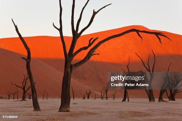 dead vlei, soussusvlei, namibia, africa - namib naukluft national park stock pictures, royalty-free photos & images