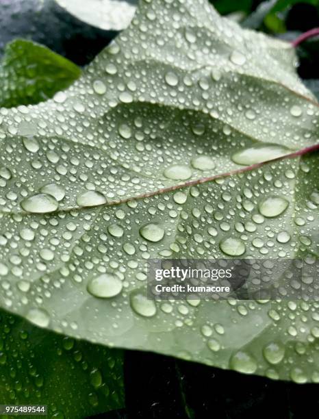 leaves with raindrops - kumacore stock pictures, royalty-free photos & images