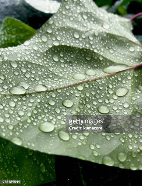 leaves with raindrops - kumacore imagens e fotografias de stock