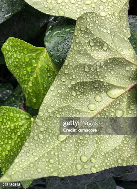 leaves with raindrops - kumacore stock pictures, royalty-free photos & images