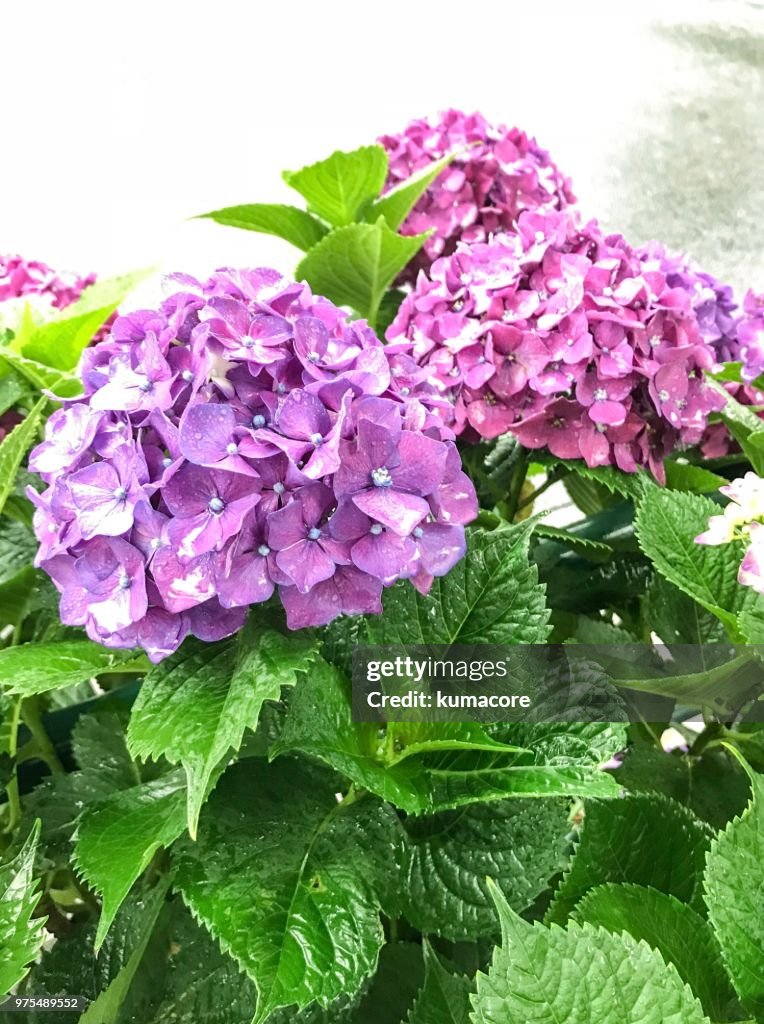 Hydrangea flower with raindrops