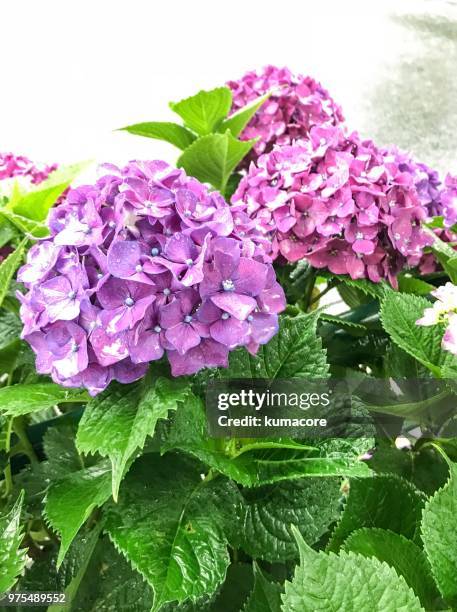 hydrangea flower with raindrops - kumacore stock pictures, royalty-free photos & images