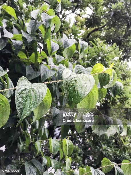 green leaves with raindrops - kumacore stock pictures, royalty-free photos & images