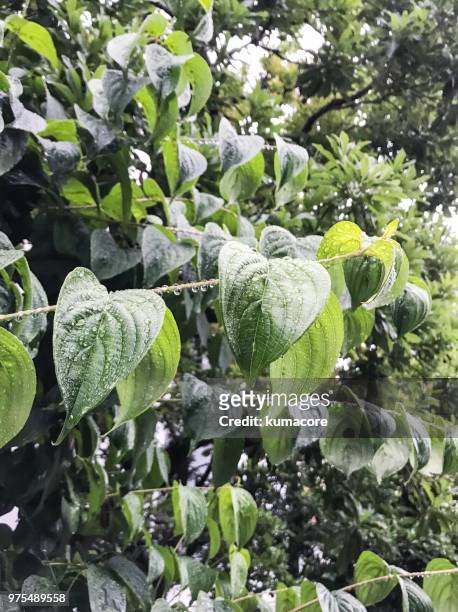 green leaves with raindrops - kumacore imagens e fotografias de stock
