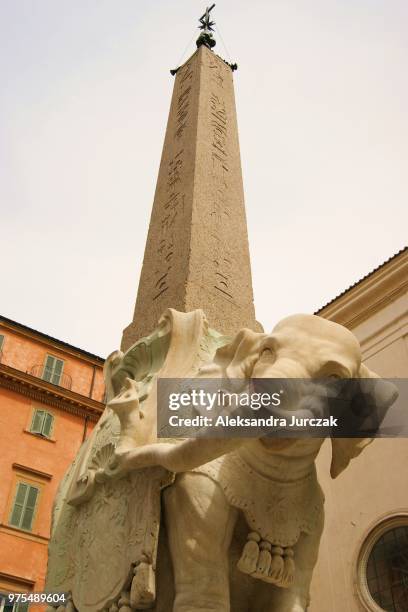 pulcino della minerva - pulcino stock pictures, royalty-free photos & images