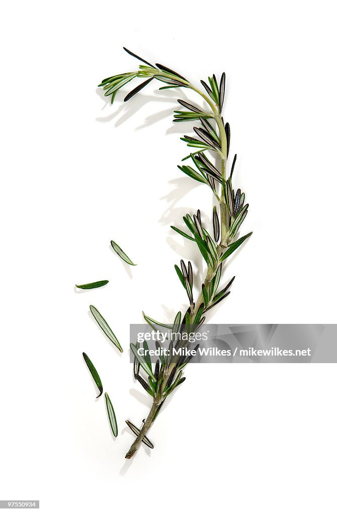 Rosemary
