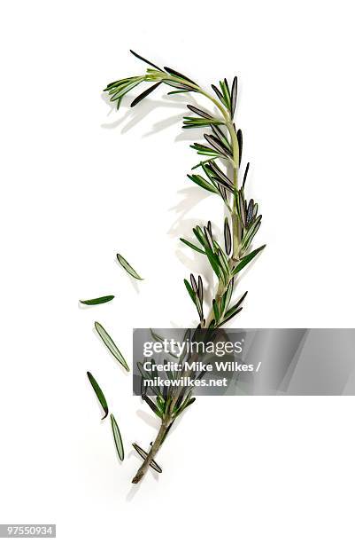 rosemary - rosemary stock pictures, royalty-free photos & images