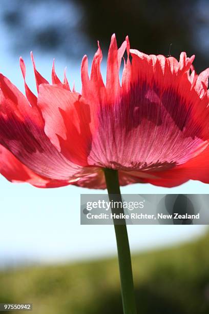 close up of red poppy - blenheim new zealand foto e immagini stock