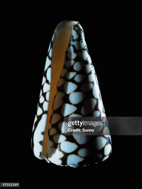 Small Cone Shell Cone Snail Shell Photos and Premium High Res Pictures - Getty Images