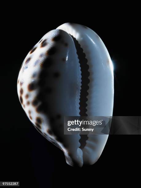 cowrie shell - kaurischnecke stock-fotos und bilder