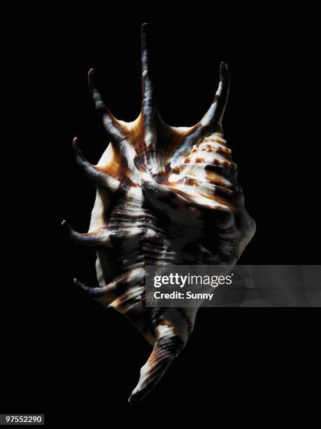 Pointy Nut Shells Pointy Shell Photos and Premium High Res Pictures - Getty Images