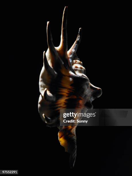 conch shell - conch stock pictures, royalty-free photos & images