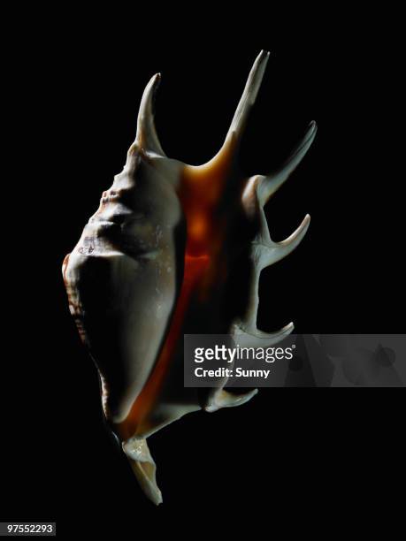 conch shell - conch stock pictures, royalty-free photos & images