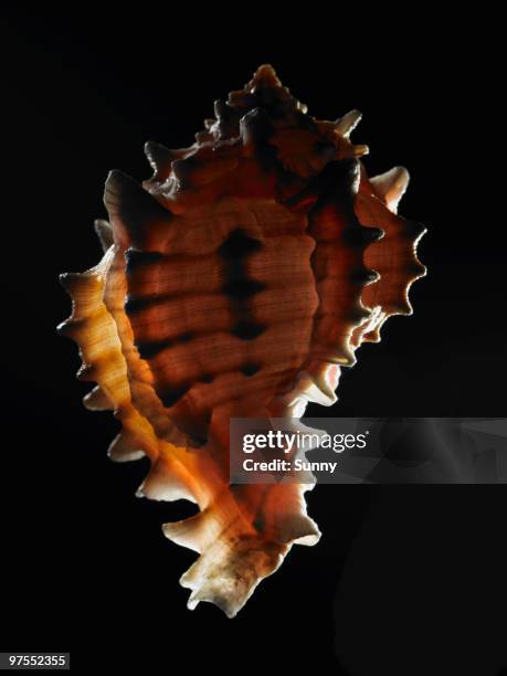 conch shell - conch stock pictures, royalty-free photos & images