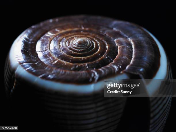 Comb Snail Shell 96 Cone Snail Shell Stock Photos, High-Res Pictures, and Images - Getty ...