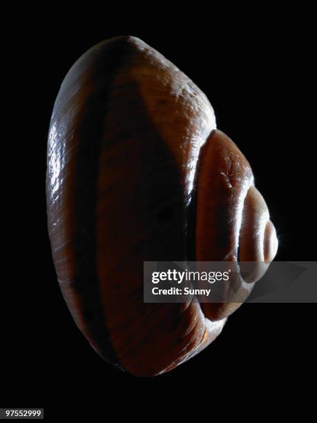 Smooth Shell Photos and Premium High Res Pictures - Getty Images