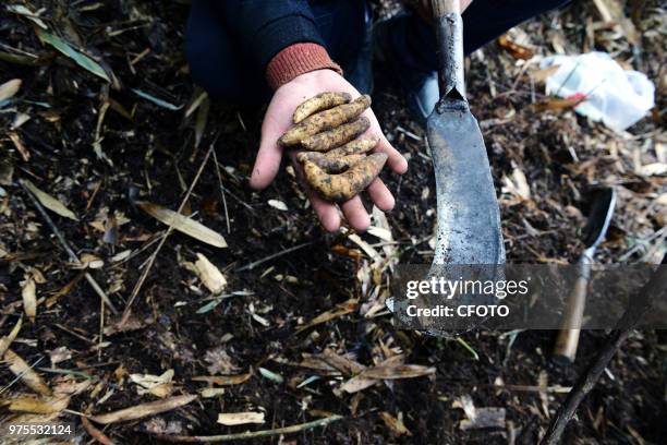 People earn money by collecting gastrodia elata on a cliff in Yunfeng village, Chongqing, China, 29 March 2018. Located at the heartland of Yunyang...