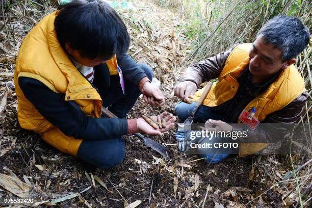 People earn money by collecting gastrodia elata on a cliff in Yunfeng village, Chongqing, China, 29 March 2018. Located at the heartland of Yunyang...