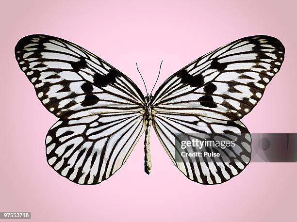 paper-kite butterfly. - paper kite butterfly stock pictures, royalty-free photos & images