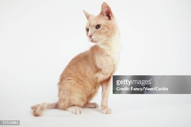 cat with missing leg - um animal - fotografias e filmes do acervo