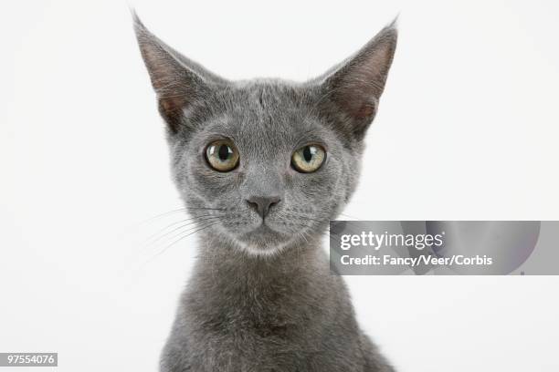 Warm Blooded Animals Photos and Premium High Res Pictures - Getty Images Warm Blooded Animals Photos and Premium High Res Pictures - Getty Images