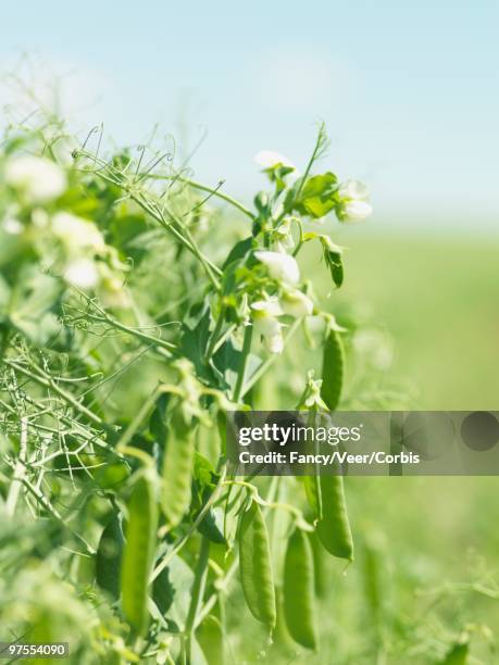 field of peas - seed head stock pictures, royalty-free photos & images