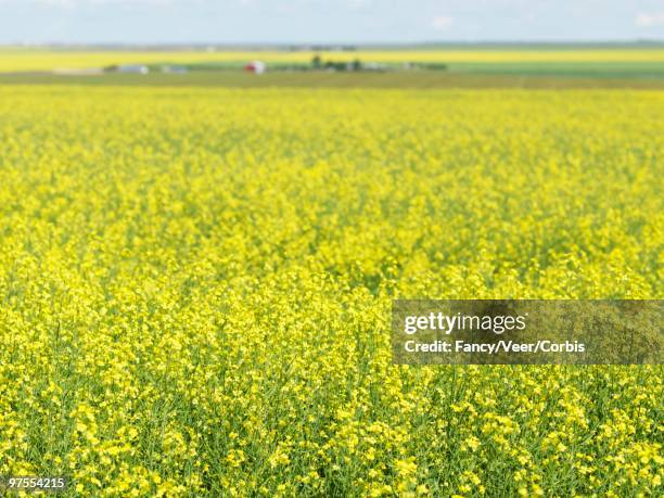 field of canola - climat stock pictures, royalty-free photos & images