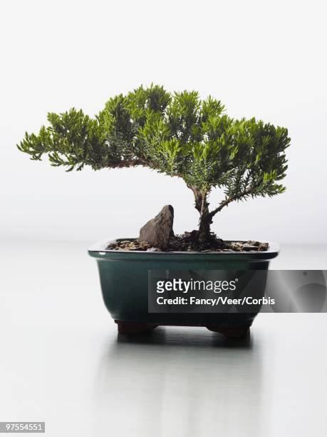 bonsai tree - balance finance minimal stock pictures, royalty-free photos & images