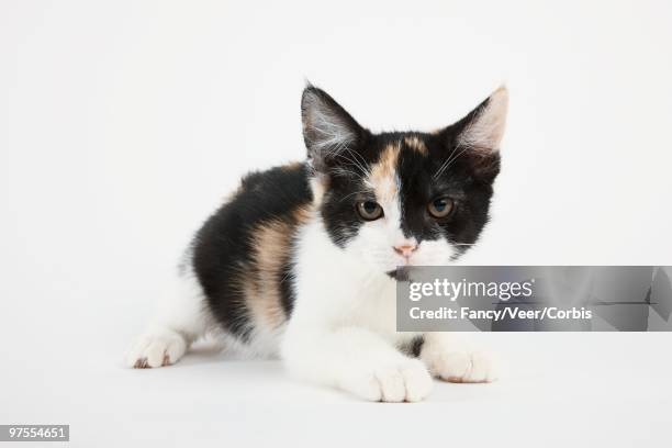 alert kitten - calico cat stock pictures, royalty-free photos & images