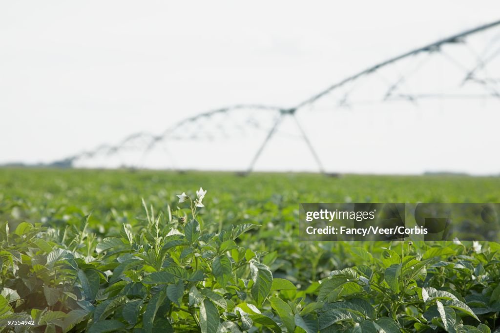 Potato Plants with Irrigation Equipment in Background