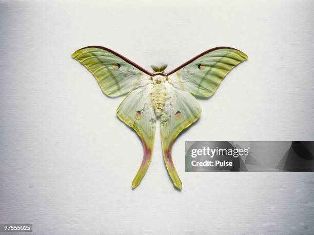 luna moth. - luna moth - fotografias e filmes do acervo