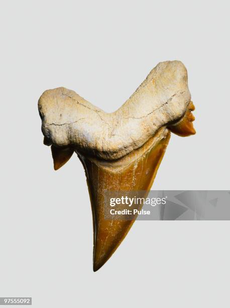 fossil mackerel shark tooth. - shark teeth stock-fotos und bilder