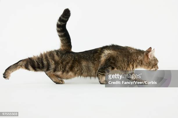 stalking cat - length stock pictures, royalty-free photos & images