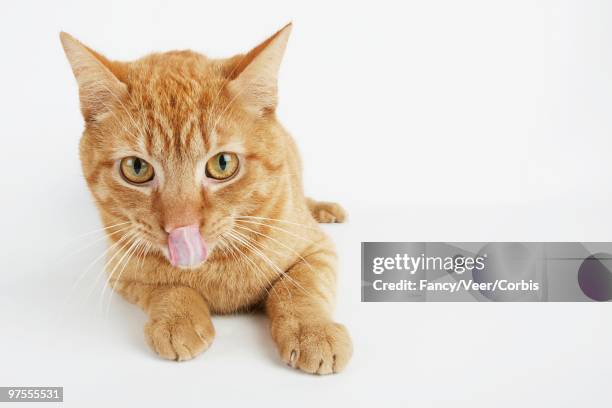 cat licking his nose - auf dem bauch liegen stock-fotos und bilder