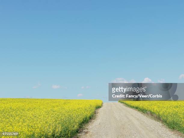 fields of canola - agricultura stock pictures, royalty-free photos & images