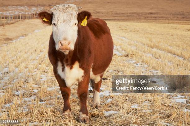 cow in field - livestock tag stock pictures, royalty-free photos & images