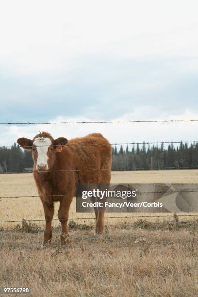 cow in field - livestock tag stock pictures, royalty-free photos & images