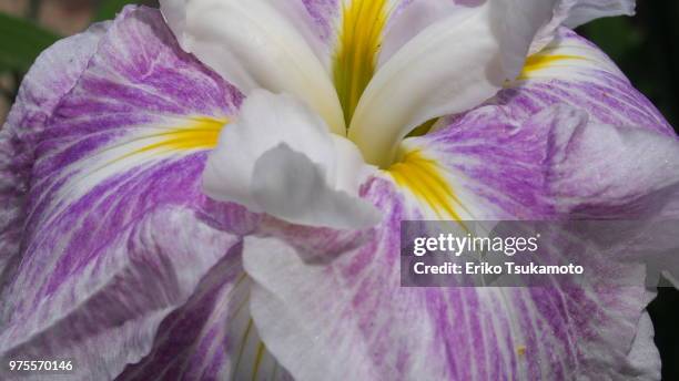 iris ensata var. ensata, "hanashoubu" - sweet flag or calamus (acorus calamus) stock pictures, royalty-free photos & images