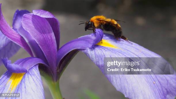 iris ensata var. ensata, "hanashoubu" - sweet flag or calamus (acorus calamus) stock pictures, royalty-free photos & images
