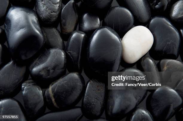 white pebble surrounded by black pebbles - lonely sheep foto e immagini stock